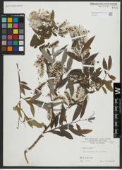 Foto von Salix alba L.